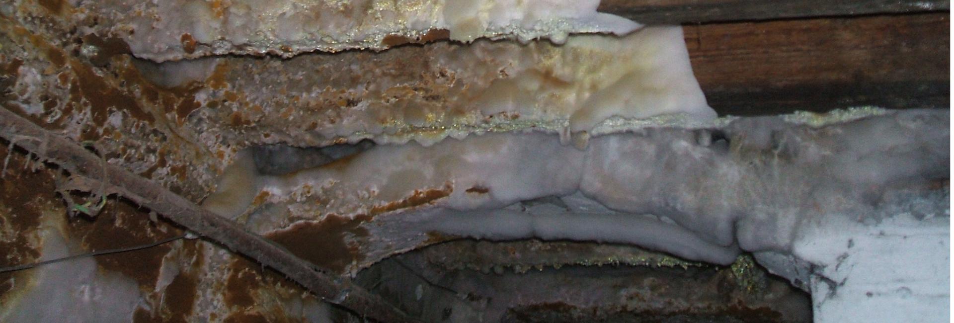 Wet &amp; Dry Rot Treatments