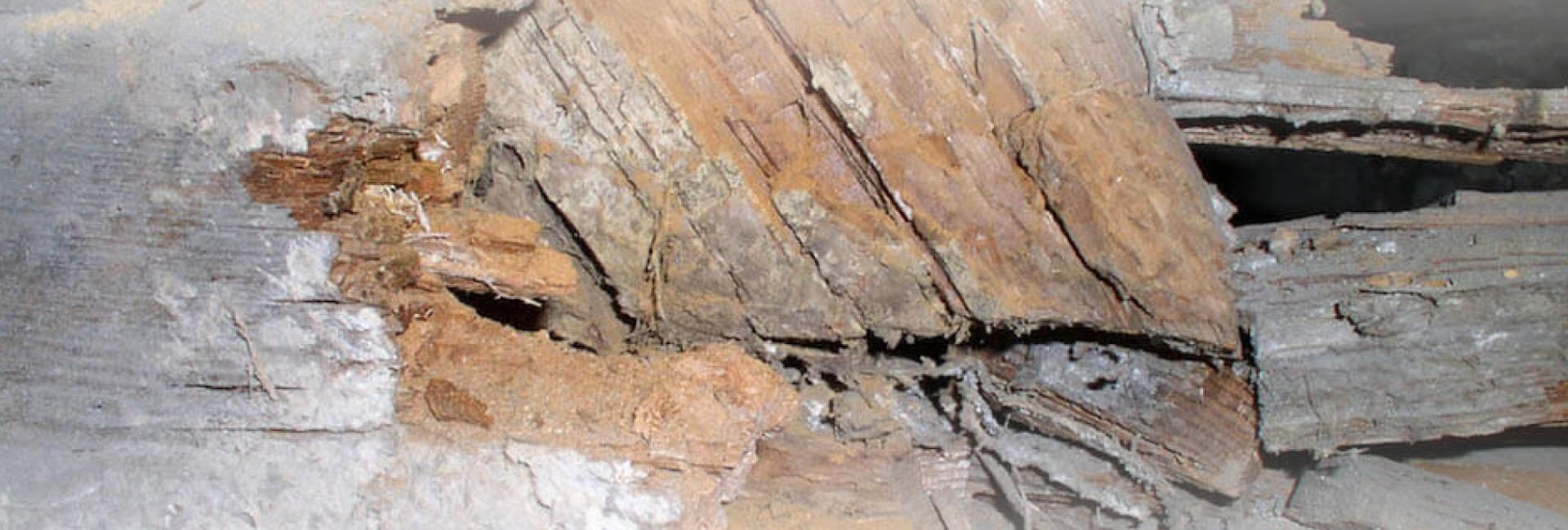 Wet &amp; Dry Rot Treatments