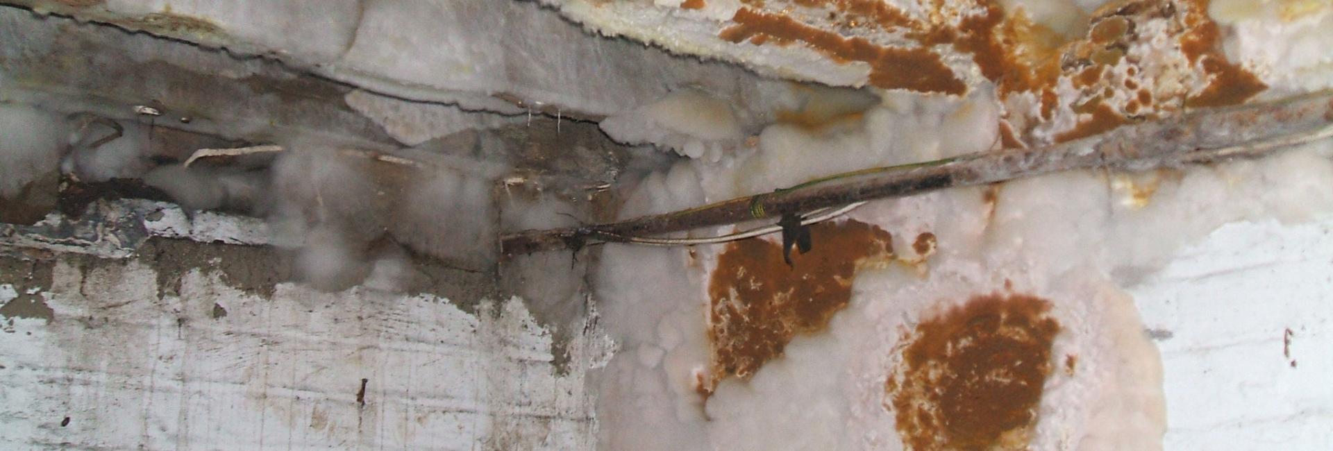 Wet &amp; Dry Rot Treatments