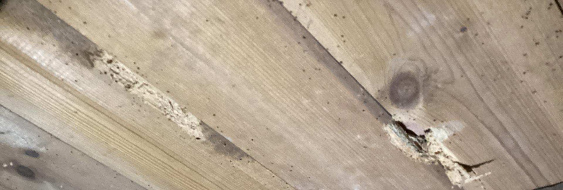 Woodworm Treatments